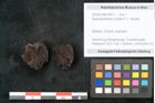 Foto (Objekt + Etikett) von Spondylostrobus smythii F.V. Mueller (NHMW-GEO-2024-0188-10411)